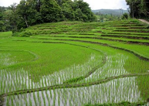 Rice fields near Chiang Mai