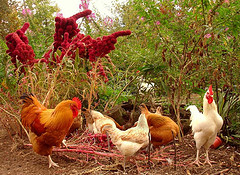 Photograph of many white and brown chickens in garden with green plants and brown soil.